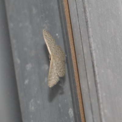 Idaea philocosma (Flecked Wave) at Higgins, ACT - 1 Mar 2018 by Alison Milton