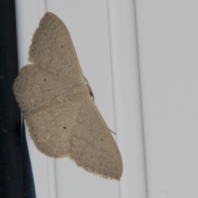 Scopula optivata (Varied Wave) at Higgins, ACT - 26 Feb 2018 by Alison Milton