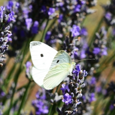 Pieris rapae (Cabbage White) at Hughes, ACT - 25 Dec 2012 by ruthkerruish