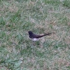 Rhipidura leucophrys (Willie Wagtail) at Yarralumla, ACT - 12 Mar 2018 by Mike