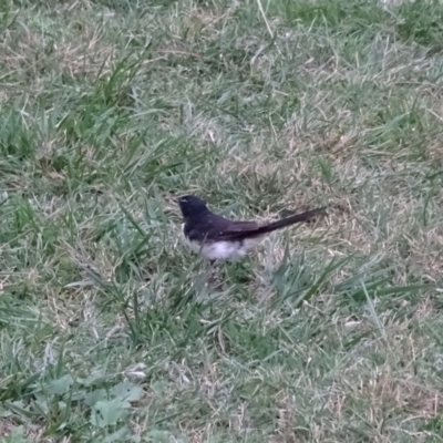 Rhipidura leucophrys (Willie Wagtail) at Yarralumla, ACT - 13 Mar 2018 by Mike