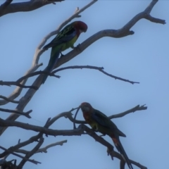 Platycercus eximius (Eastern Rosella) at Wanniassa Hill - 10 Mar 2018 by Mike