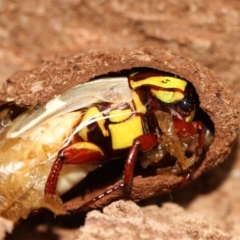 Eupoecila australasiae (Fiddler Beetle) at Higgins, ACT - 27 Nov 2017 by Alison Milton