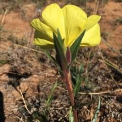 Oenothera stricta subsp. stricta at Hume, ACT - 10 Mar 2018