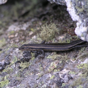 Pseudemoia spenceri at Cotter River, ACT - 12 Mar 2018 12:33 PM