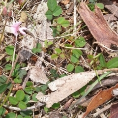 Pullenia gunnii (A Tick-Trefoil) at Gundaroo, NSW - 13 Mar 2018 by MaartjeSevenster