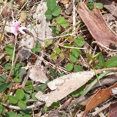 Pullenia gunnii (A Tick-Trefoil) at Gundaroo, NSW - 13 Mar 2018 by MaartjeSevenster