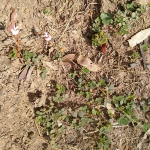 Pullenia gunnii at Gundaroo, NSW - 13 Mar 2018 01:32 PM