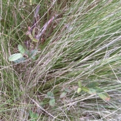 Pullenia gunnii at Gundaroo, NSW - 13 Mar 2018 01:32 PM