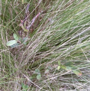 Pullenia gunnii at Gundaroo, NSW - 13 Mar 2018 01:32 PM