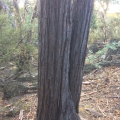 Eucalyptus macrorhyncha at Captains Flat, NSW - 12 Mar 2018