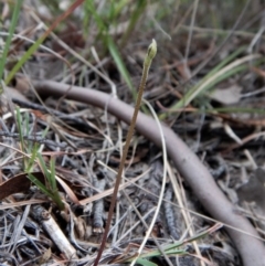 Eriochilus cucullatus (Parson's Bands) at Cook, ACT - 12 Mar 2018 by CathB