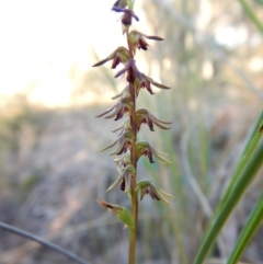 Corunastylis clivicola (Rufous midge orchid) at Cook, ACT - 10 Mar 2018 by CathB
