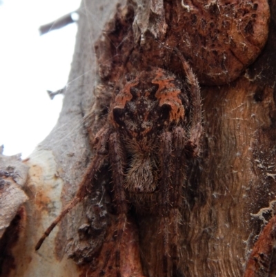 Socca pustulosa (Knobbled Orbweaver) at Aranda, ACT - 13 Mar 2018 by CathB