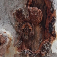 Socca pustulosa at Aranda, ACT - 13 Mar 2018 08:55 AM