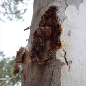 Socca pustulosa at Aranda, ACT - 13 Mar 2018 08:55 AM