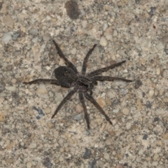 Lycosidae (family) (Unidentified wolf spider) at Higgins, ACT - 12 Mar 2018 by AlisonMilton