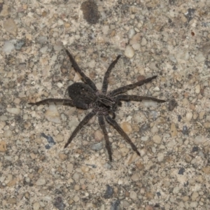 Lycosidae (family) at Higgins, ACT - 13 Mar 2018 10:36 AM