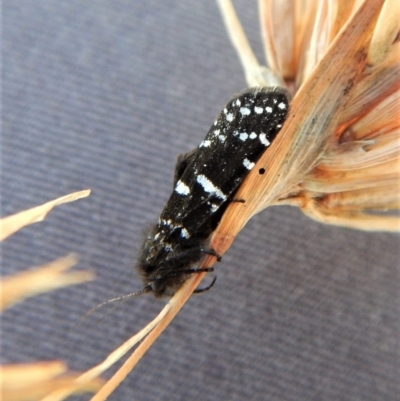 Psychanisa (genus) (A case moth) at Cook, ACT - 9 Mar 2018 by CathB