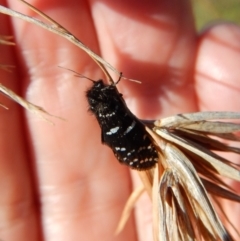 Psychanisa (genus) at Cook, ACT - 9 Mar 2018