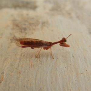 Mantispidae (family) at Cook, ACT - 9 Mar 2018