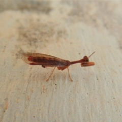 Mantispidae (family) at Cook, ACT - 9 Mar 2018