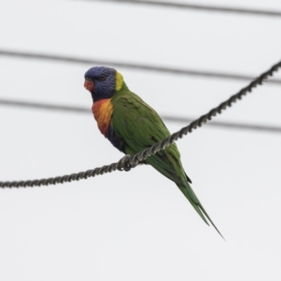 Trichoglossus moluccanus (Rainbow Lorikeet) at Higgins, ACT - 12 Mar 2018 by Alison Milton