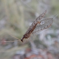 Hemerobiidae sp. (family) (Unidentified brown lacewing) at Cook, ACT - 13 Mar 2018 by CathB