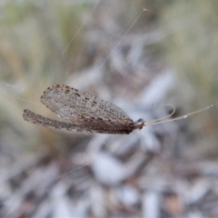 Hemerobiidae sp. (family) at Cook, ACT - 13 Mar 2018 07:50 AM