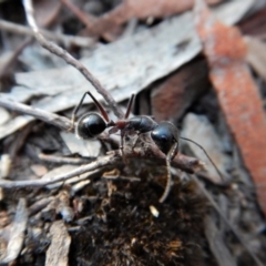 Camponotus sp. (genus) (A sugar ant) at Aranda, ACT - 10 Mar 2018 by CathB