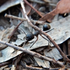 Camponotus intrepidus at Aranda, ACT - 11 Mar 2018 09:05 AM