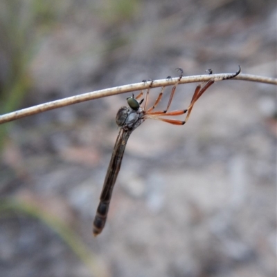 Leptogaster sp. (genus) (Robber fly) at Mount Painter - 12 Mar 2018 by CathB