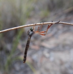 Leptogaster sp. (genus) at Cook, ACT - 13 Mar 2018 07:57 AM