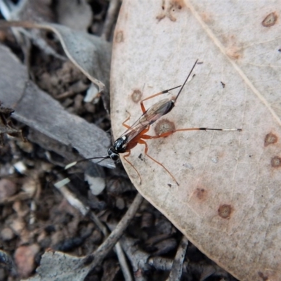 Gotra sp. (genus) (Unidentified Gotra ichneumon wasp) at Aranda Bushland - 12 Mar 2018 by CathB