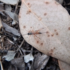 Gotra sp. (genus) at Belconnen, ACT - 13 Mar 2018 08:37 AM