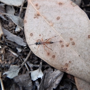 Gotra sp. (genus) at Belconnen, ACT - 13 Mar 2018 08:37 AM