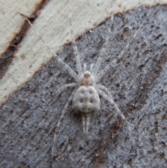 Tamopsis sp. (genus) (Two-tailed spider) at Aranda, ACT - 13 Mar 2018 by CathB