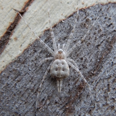 Tamopsis sp. (genus) (Two-tailed spider) at Aranda, ACT - 12 Mar 2018 by CathB