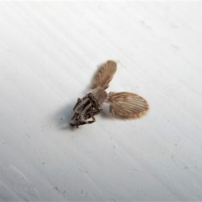 Psychodidae sp. (family) (Moth Fly, Drain Fly) at Cook, ACT - 13 Mar 2018 by CathB