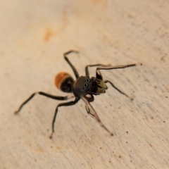Myrmarachne (genus) (Unidentified Ant-mimic jumping spider) at Cook, ACT - 9 Mar 2018 by CathB
