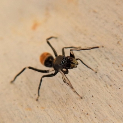 Myrmarachne sp. (genus) (Unidentified Ant-mimic jumping spider) at Cook, ACT - 9 Mar 2018 by CathB