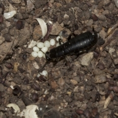 Anisolabididae (family) (Unidentified wingless earwig) at Higgins, ACT - 13 Mar 2018 by AlisonMilton