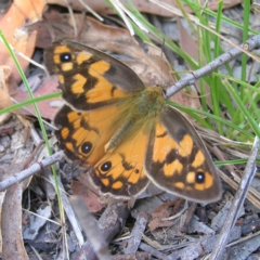 Heteronympha penelope (Shouldered Brown) at Rendezvous Creek, ACT - 12 Mar 2018 by MatthewFrawley