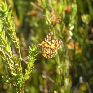 Oreixenica lathoniella at Cotter River, ACT - 12 Mar 2018 09:55 AM