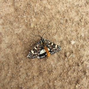 Apina callisto at Higgins, ACT - 13 Apr 2008 01:20 PM