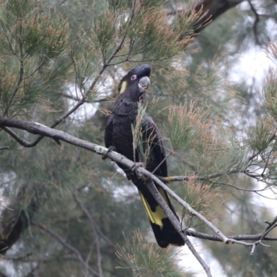 Zanda funerea (Yellow-tailed Black-Cockatoo) at Acton, ACT - 23 Feb 2018 by AlisonMilton