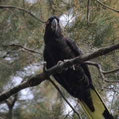 Zanda funerea at Acton, ACT - 23 Feb 2018 08:54 AM