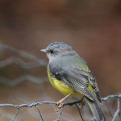 Eopsaltria australis (Eastern Yellow Robin) at Acton, ACT - 23 Feb 2018 by Alison Milton