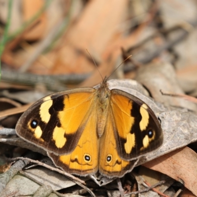 Heteronympha merope (Common Brown Butterfly) at Acton, ACT - 22 Feb 2018 by Alison Milton