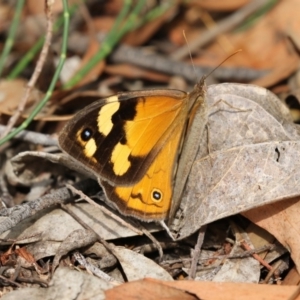 Heteronympha merope at Acton, ACT - 23 Feb 2018